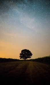 daniel-olah-495967-unsplash